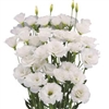 Lisianthus Megalo 2 White Pellets