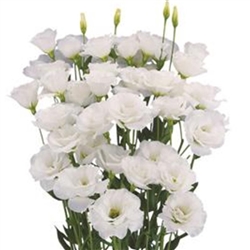 Lisianthus Megalo 2 White Pellets