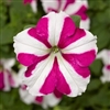 Petunia Skybox Rose Star Pellets