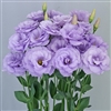 Lisianthus Megalo 3 Lavender Pellets