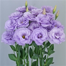 Lisianthus Megalo 3 Lavender Pellets