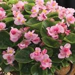 Begonia Fiona Pink