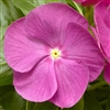 Vinca Cora XDR Orchid