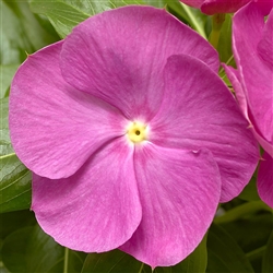 Vinca Cora XDR Orchid