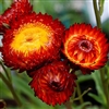 Helichrysum King Fireball