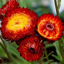 Helichrysum King Fireball
