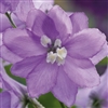 Delphinium Magic Fountains Lavender/WhiteBee