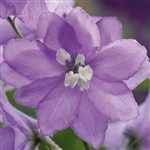 Delphinium Magic Fountains Lavender/WhiteBee