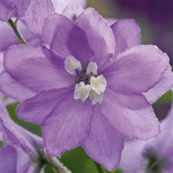 Delphinium Magic Fountains Lavender/WhiteBee