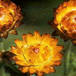 Helichrysum King Orange