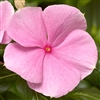 Vinca Cora XDR Lt Pink