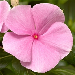 Vinca Cora XDR Lt Pink