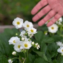 Strawberry Summer Breeze White