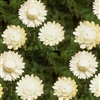 Helichrysum King White