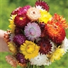 Helichrysum King Mix