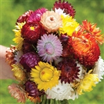 Helichrysum King Mix