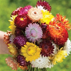 Helichrysum King Mix