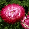 Helichrysum King Rose