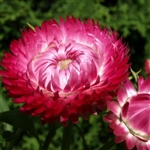 Helichrysum King Rose