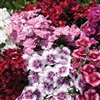 Dianthus IQ Special Blend_disc