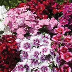 Dianthus IQ Special Blend