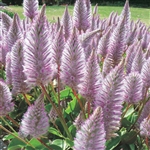 Ptilotus Matilda