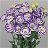 Lisianthus Arosa 4 Blue Picotee Pellets