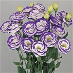 Lisianthus Arosa 4 Blue Picotee Pellets