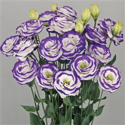 Lisianthus Arosa 4 Blue Picotee Pellets