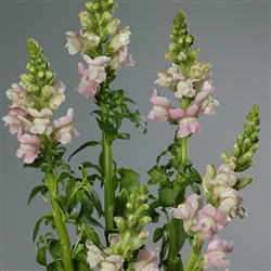 Antirrhinum Costa Light Rose II