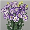 Lisianthus Arosa 3 Blue Picotee Pellets