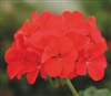 Geranium Horizon Dp Red Coated