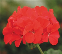 Geranium Horizon Dp Red Coated