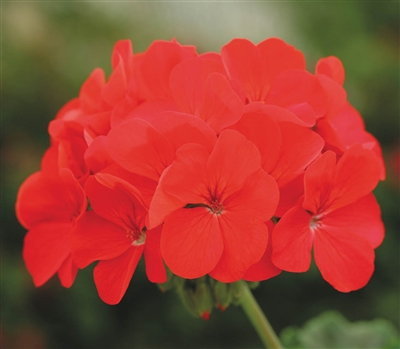 Geranium Horizon Dp Red Coated