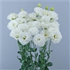 Lisianthus Celeb1 Vanilla Pellets