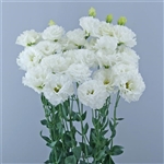 Lisianthus Celeb 1 Vanilla Pellets