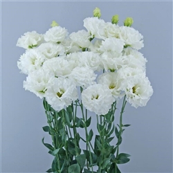 Lisianthus Celeb1 Vanilla Pellets