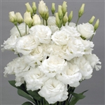 Lisianthus Allemande 2 White Pellets