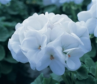 Geranium Horizon White Coated