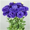 Lisianthus Celeb 2 Night Blue Pellets