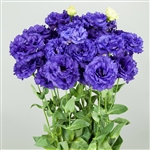 Lisianthus Celeb 2 Night Blue Pellets