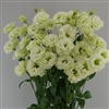 Lisianthus Espirit 1 Green Pellets