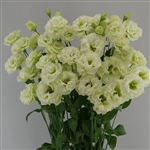 Lisianthus Espirit 1 Green Pellets