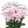 Lisianthus Espirit 1 Light Pink Pellets