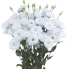 Lisianthus Megalo 1 Snow Pellets