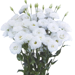 Lisianthus Megalo 1 Snow Pellets