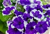 Petunia Limbo Blue Picotee Pellets