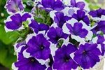 Petunia Limbo Blue Picotee Pellets