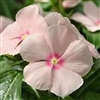 Vinca Sun Jewels Apricot