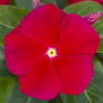 Vinca Sun Jewels Dp Red